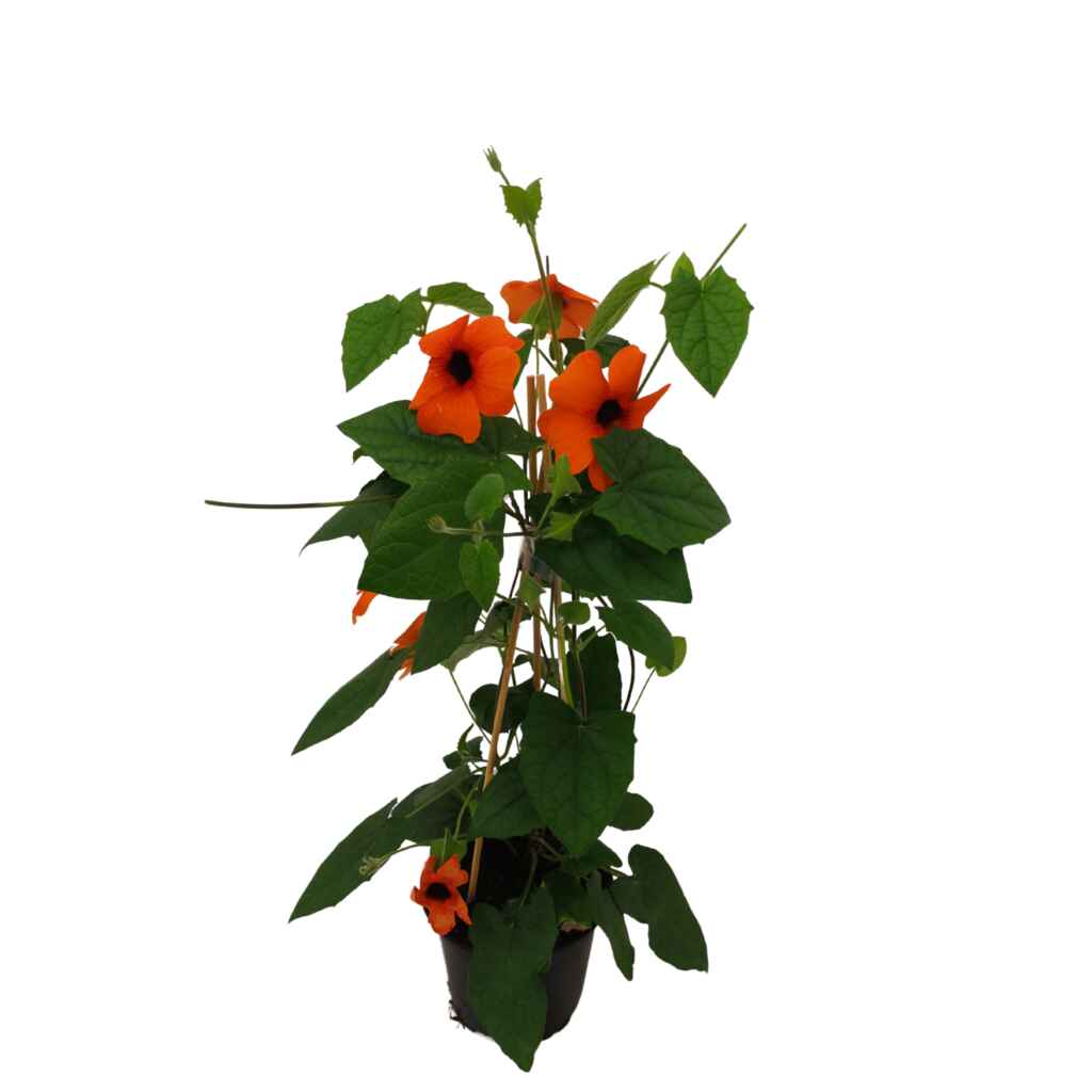 Mustasilmäsusanna pyramidi