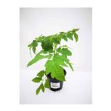 Tomaatti Gardeners Delight 12 cm ruukussa