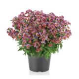 Nemesia eli kohtalonkukka 12 cm ruukussa