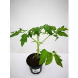 Tomaatti Tanskan Vienti 12 cm ruukussa