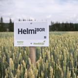 Helmi kevätvehnä kemiallisesti peitattu 800 kg