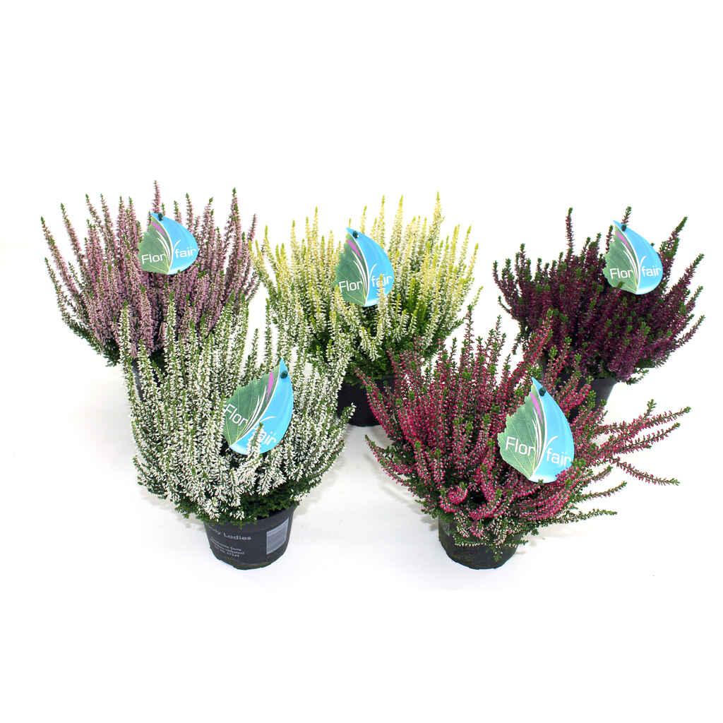 Calluna Beauty Lady