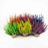 Calluna värjätty 12 cm