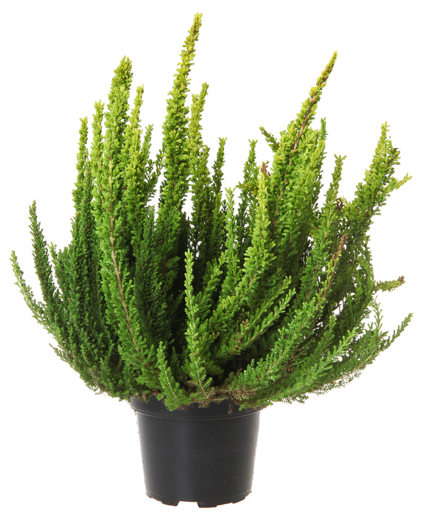 Calluna Skyline mix 11 cm