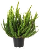 Calluna Skyline 11 cm