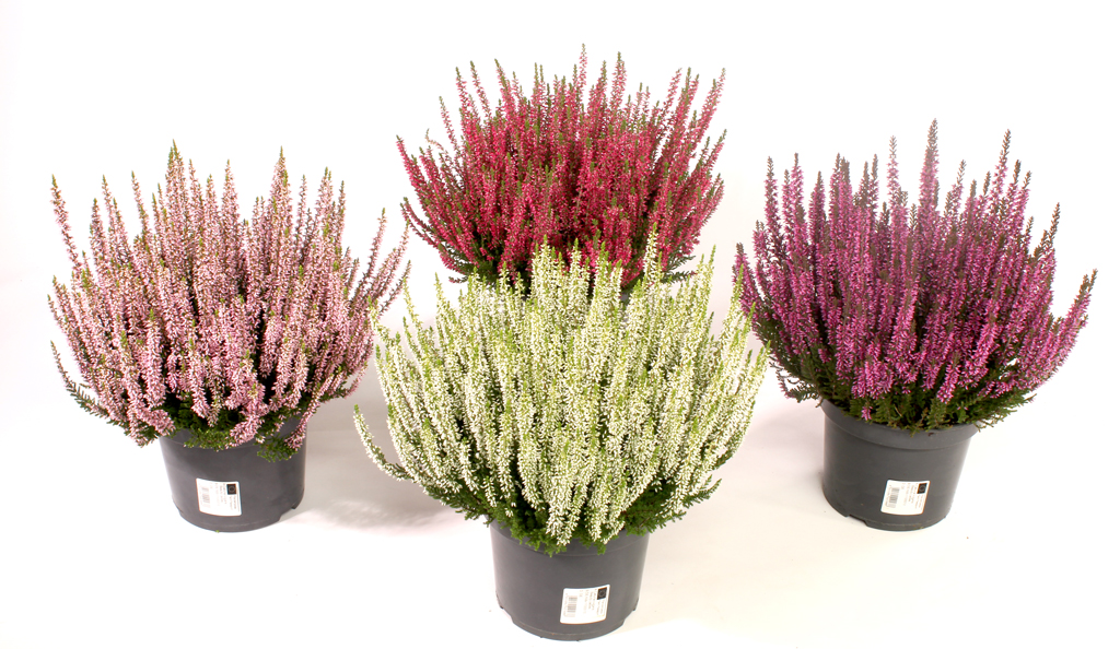 Calluna, iso, mix värit