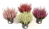 Calluna mix 17 cm