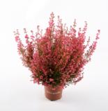 Kellokanerva Erica 11 cm