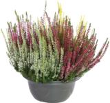 Calluna Carneval kulho 23 cm