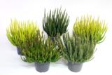 Calluna Skyline 17 cm