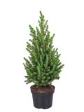 Kartiovalkokuusi Conica 70-80 cm