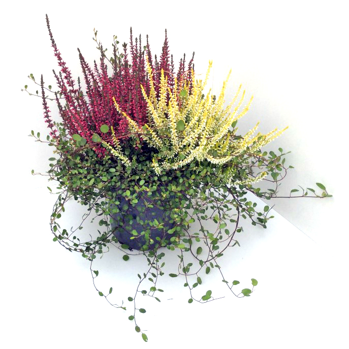 Calluna Heide Mix 17 cm