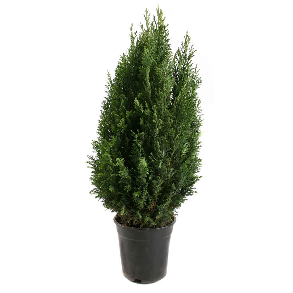 Sypressi Ellwoodii