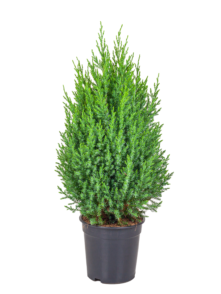 Kiinankataja Stricta