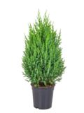 Kiinankataja Stricta 65-70 cm