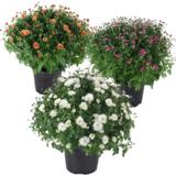 Pallokrysanteemi, halkaisija 35-40 cm