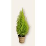 Kultasypressi Wilma pyramidi