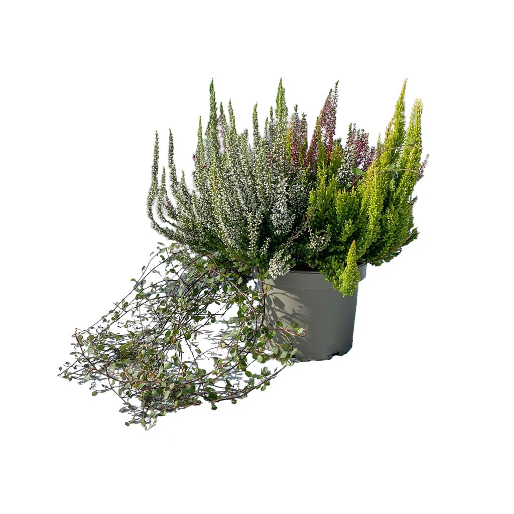 Calluna Heide mix 15 cm