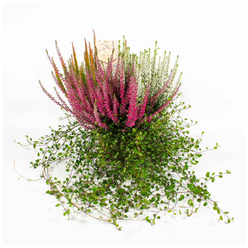 Calluna Heide mix 15 cm