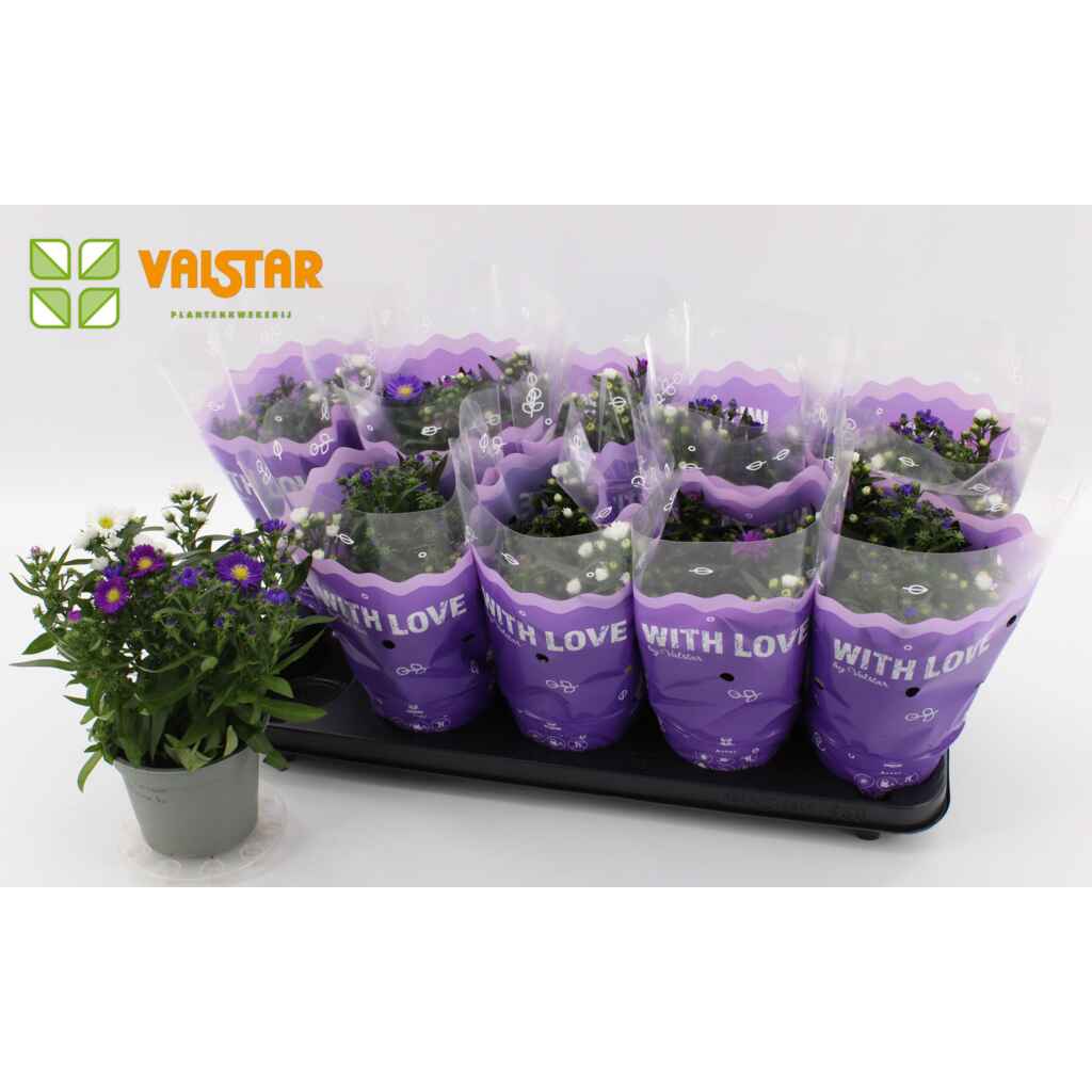 Syysasteri trio 12 cm
