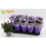 Syysasteri trio 12 cm