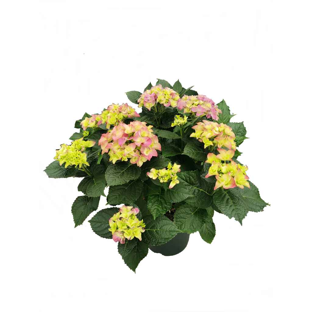 terassihortensia