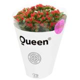 Ulkotulilatva Queen 21 cm
