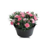 Neilikka I Love You 19 cm kulhossa