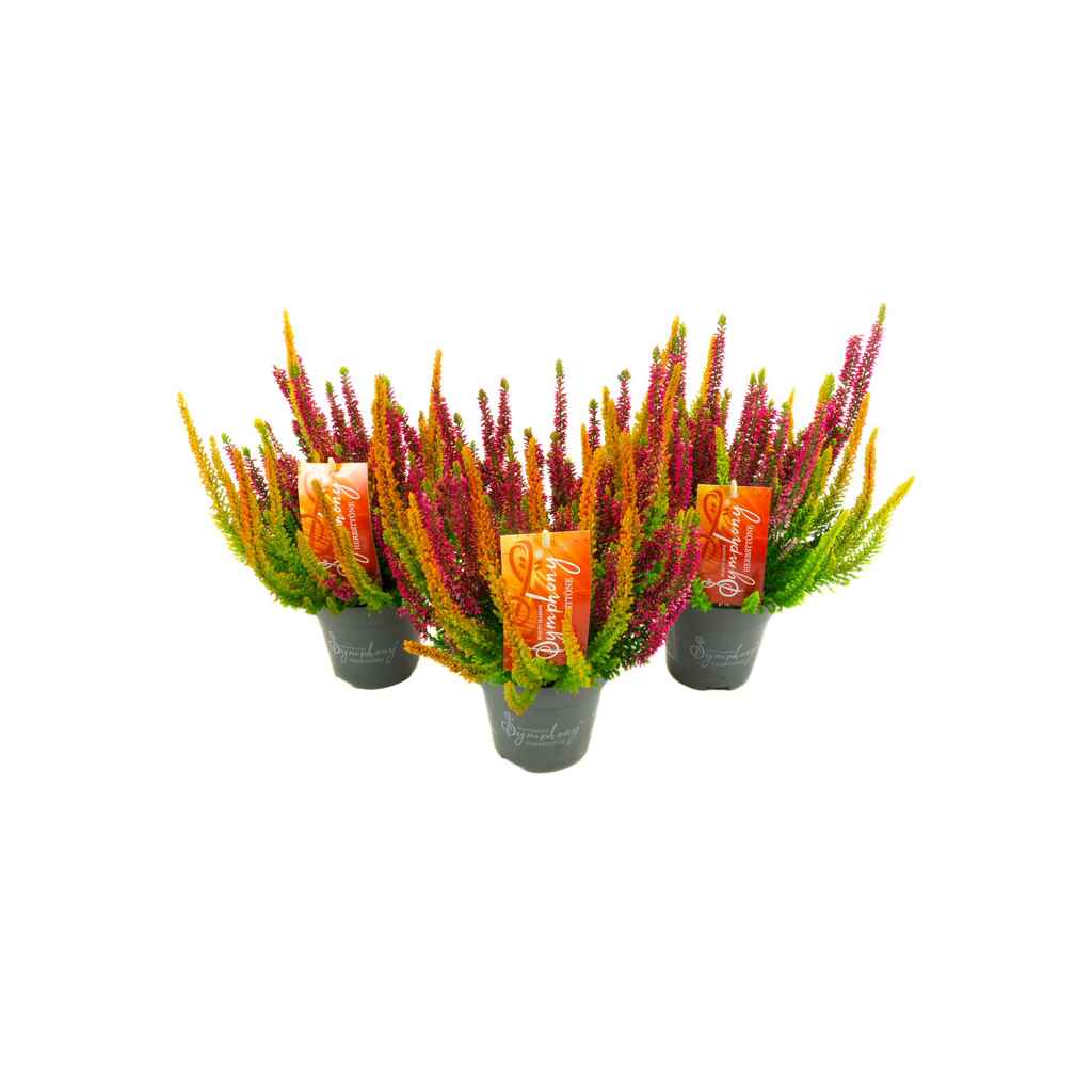 Calluna Beauty Ladies Symphony 12 cm