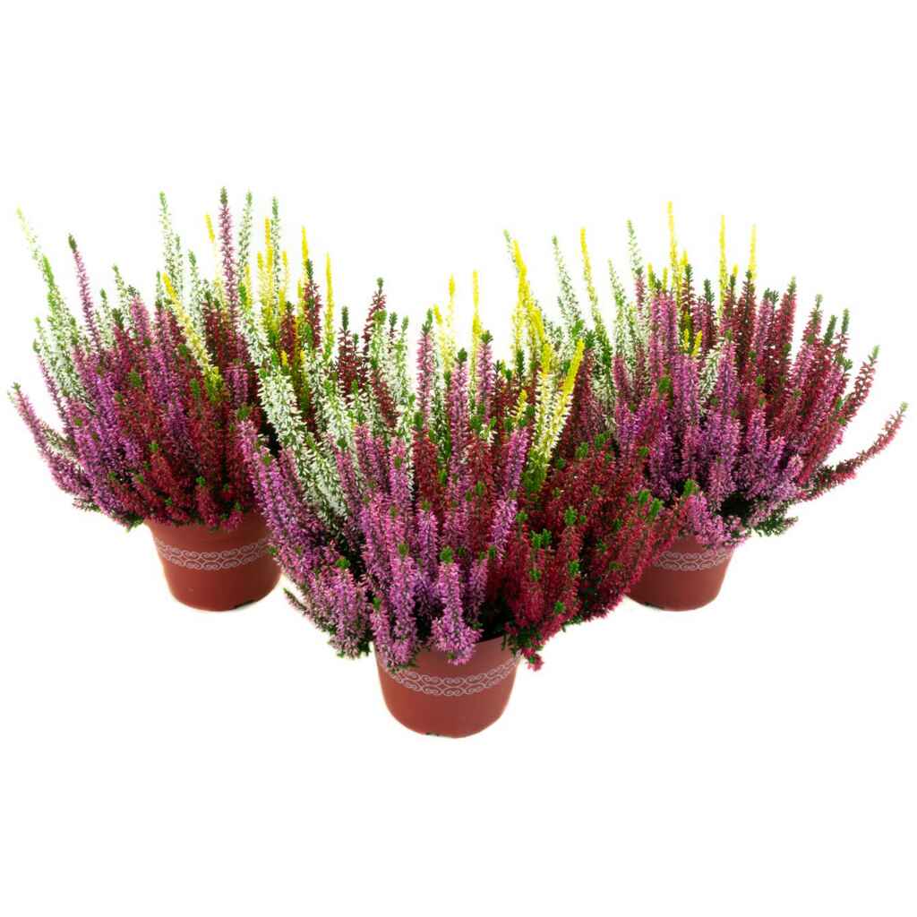 Calluna Quattro Beauty Ladies