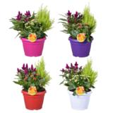 Syysistutus aurinko 23 cm