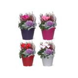 Syysistutus metsä 23 cm