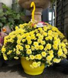 Pallokrysanteemi amppeli Skyfall 23 cm