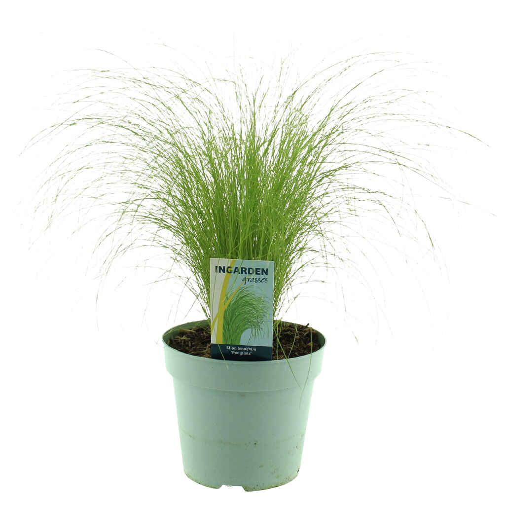 Koristeheinä mix 17 cm