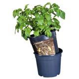 Potatopot viljelyruukku