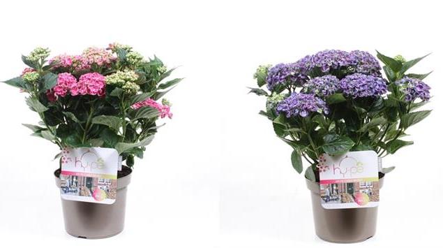 Hortensia Curly Wurly