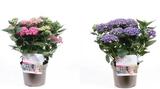 Hortensia Curly Wurly