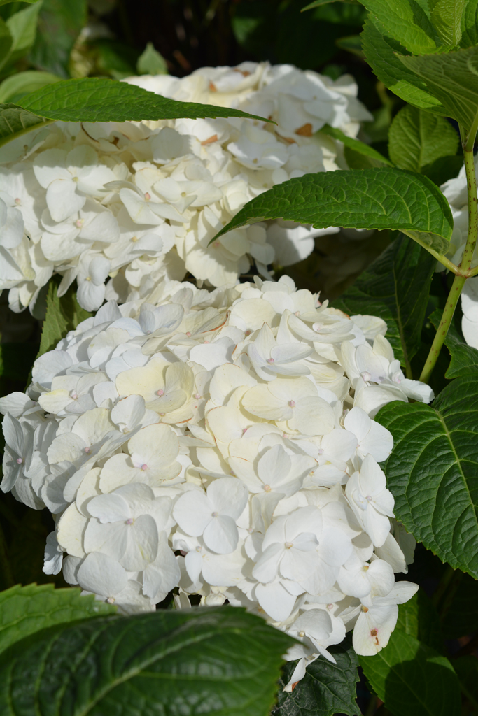Jalohortensia The Bride
