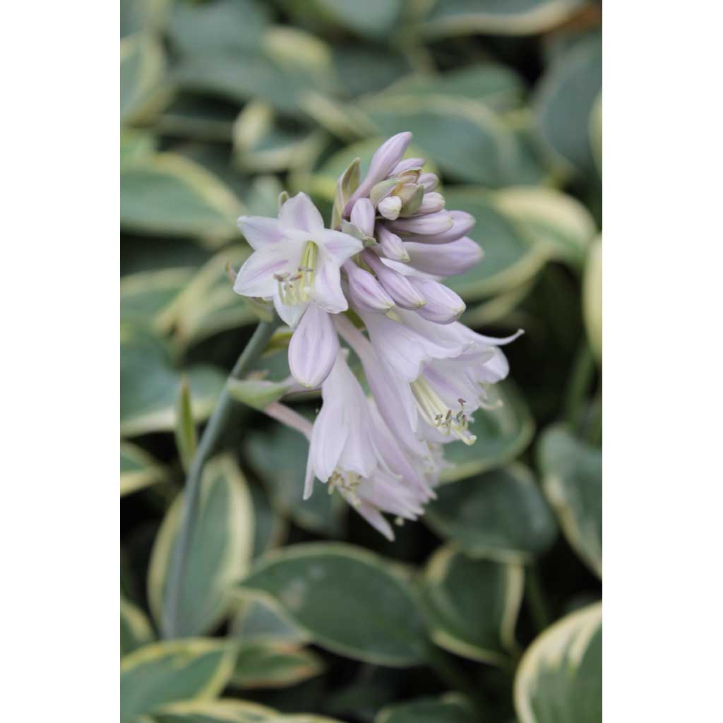 Jalokuunlilja Aristocrat