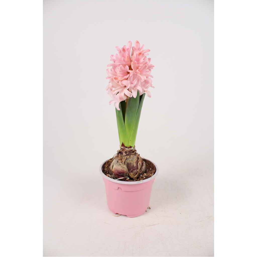 Hyasintti vaaleanpunainen