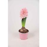 Hyasintti vaaleanpunainen