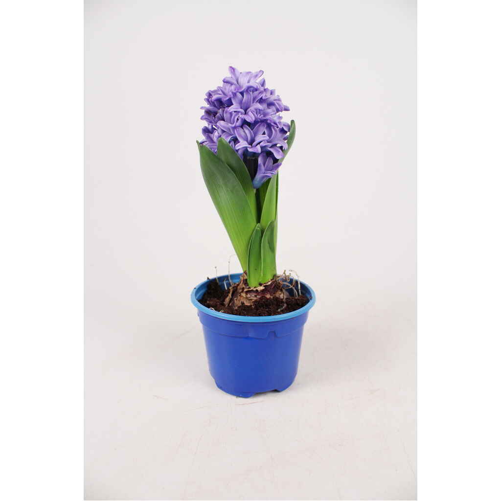 Hyasintti sininen
