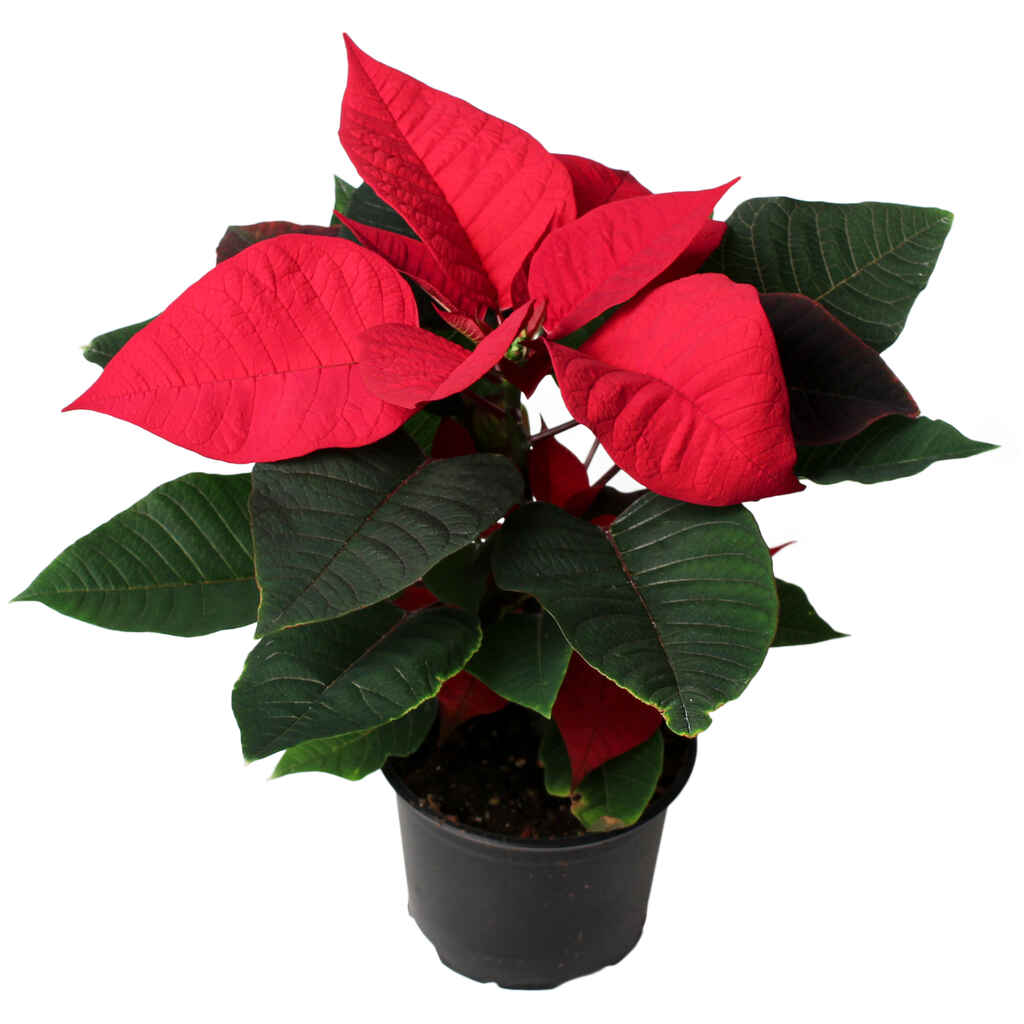 Joulutähti punainen yksilatvainen