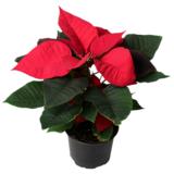 Joulutähti punainen yksilatvainen