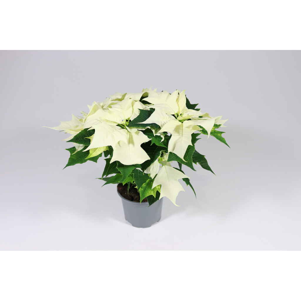 Joulutähti valkoinen monilatvainen M-koko