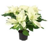 Joulutähti valkoinen monilatvainen XL-koko