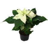 Joulutähti valkoinen yksilatvainen