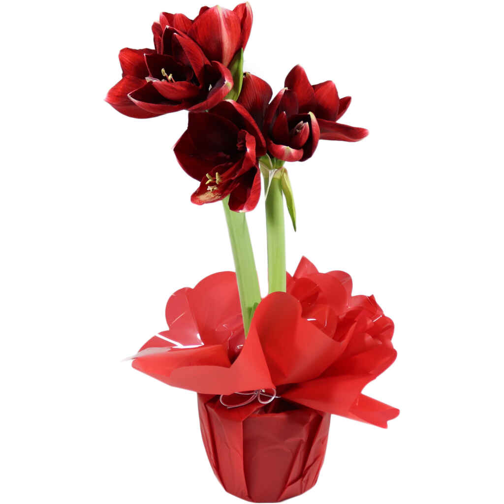 Amaryllis lahjakääreessä, punainen