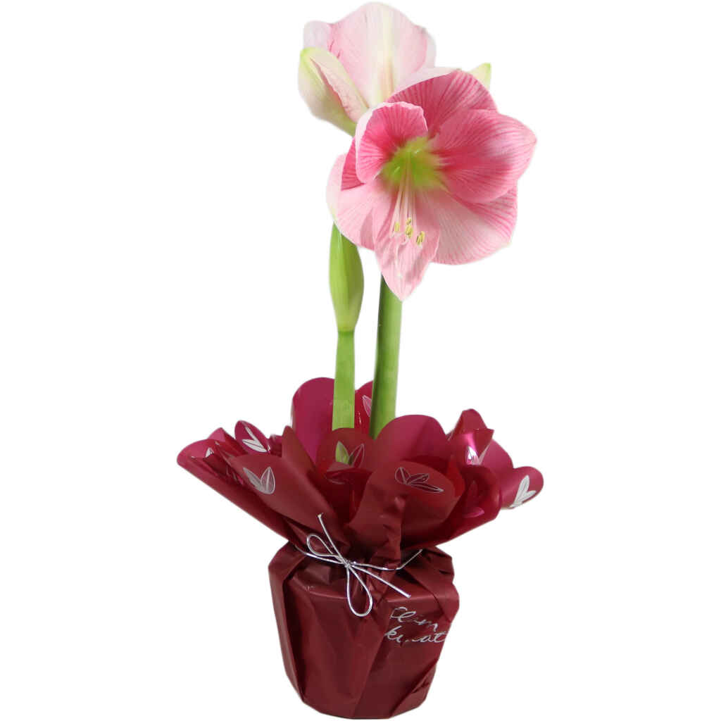 Amaryllis lahjakääreessä, vaaleanpunainen