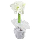 Amaryllis lahjakääreessä, valkoinen